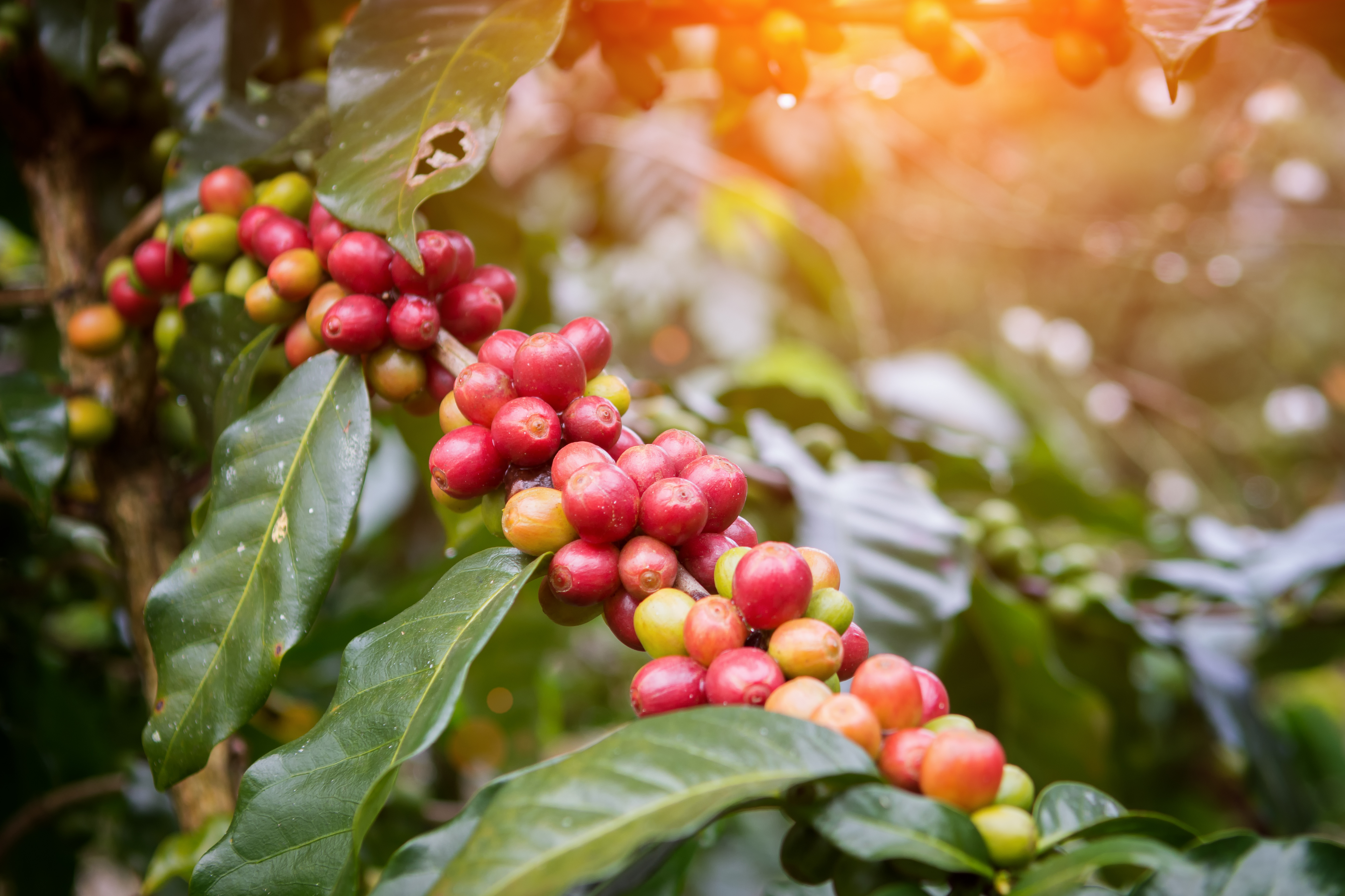 Coffee beans on plant